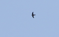 Aerodramus terraereginae