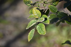 Ehretia anacua