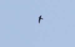 Aerodramus terraereginae