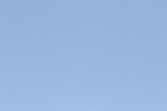 Aerodramus terraereginae