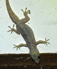 Hemidactylus brookii