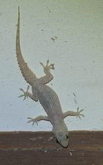 Hemidactylus brookii