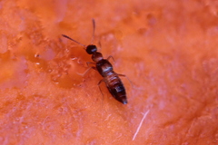 Meronera venustula