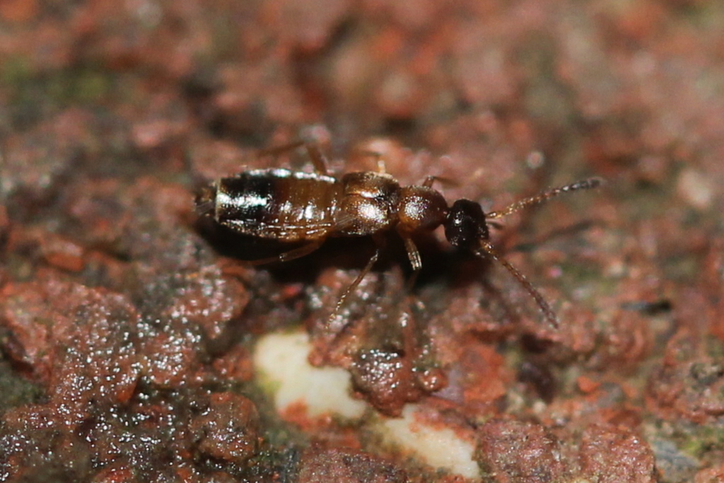 Meronera