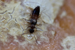 Meronera venustula