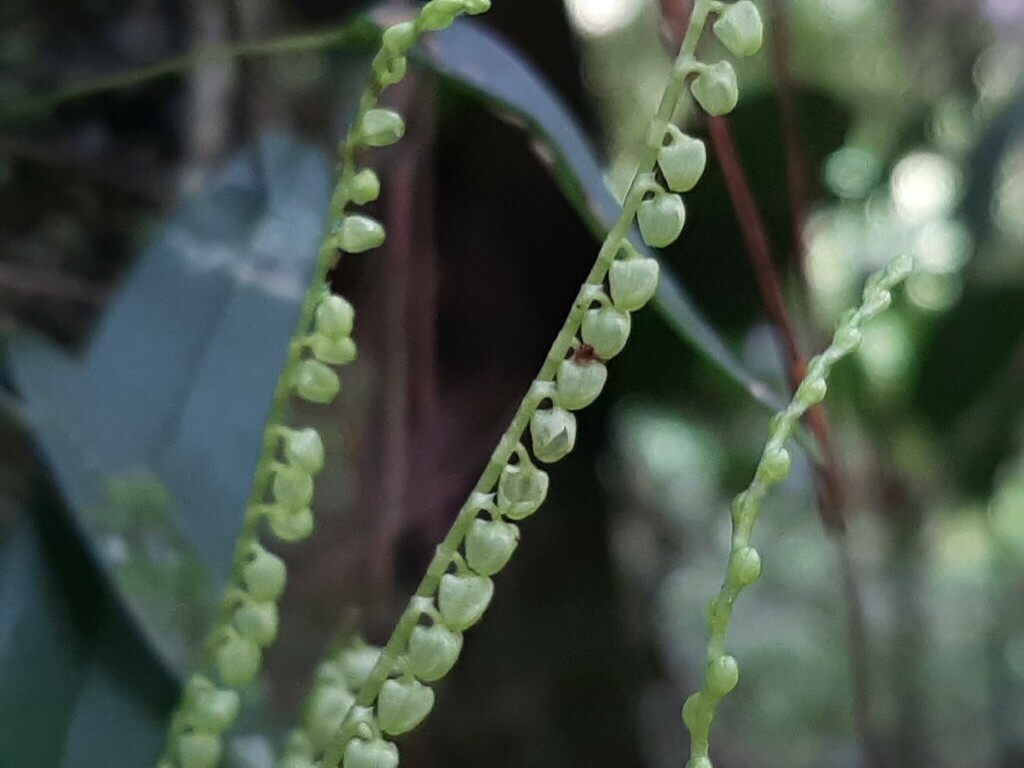 Stelis pardipes