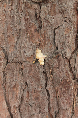 Dendroctonus frontalis