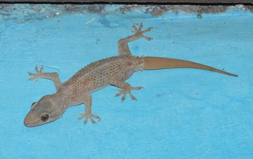 Brook's House Gecko
