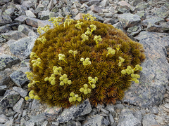 Aciphylla dobsonii