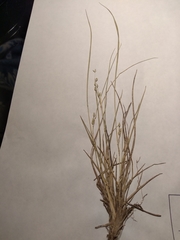 Dichanthelium depauperatum