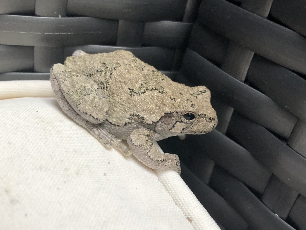 Gray Treefrog Species Complex from Indian Hills Ln, Circle Pines, MN ...