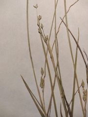 Dichanthelium depauperatum