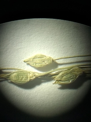 Dichanthelium depauperatum