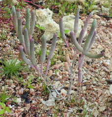 Tecticornia australasica