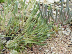 Tecticornia australasica