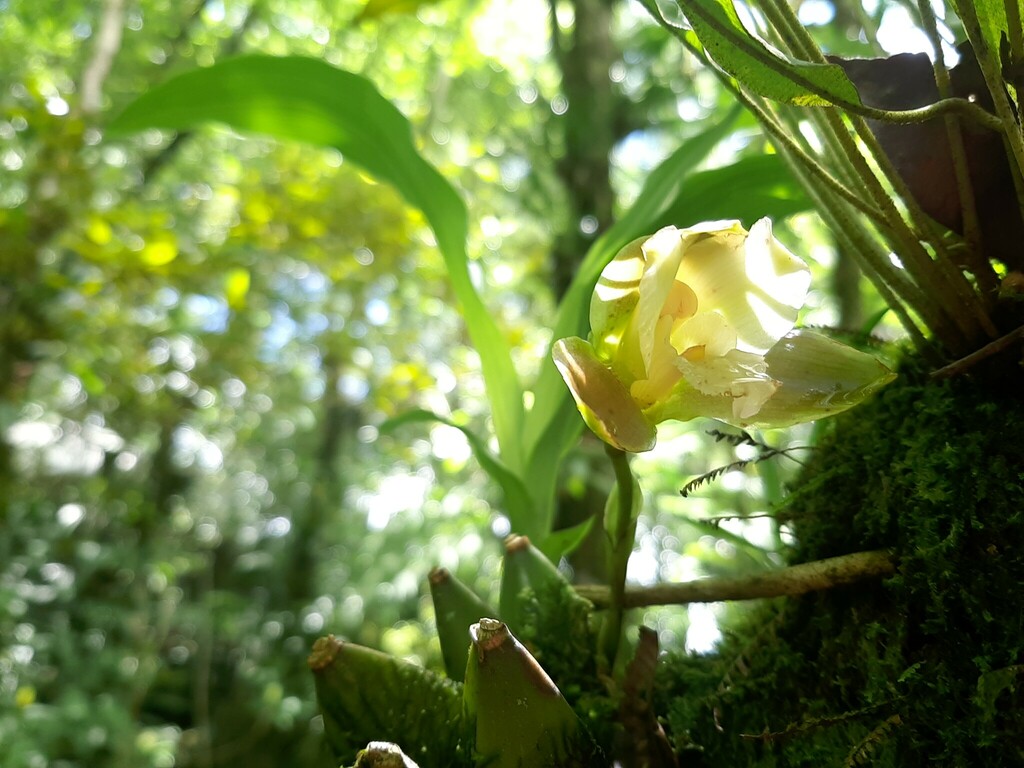 Lycaste dowiana