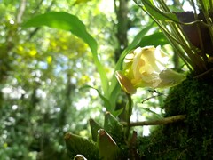 Lycaste dowiana