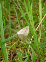 Petrophora chlorosata