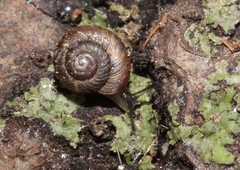 Paralaoma servilis