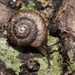 Pinhead Spot Snail - Photo (c) James Bailey, some rights reserved (CC BY-NC), uploaded by James Bailey