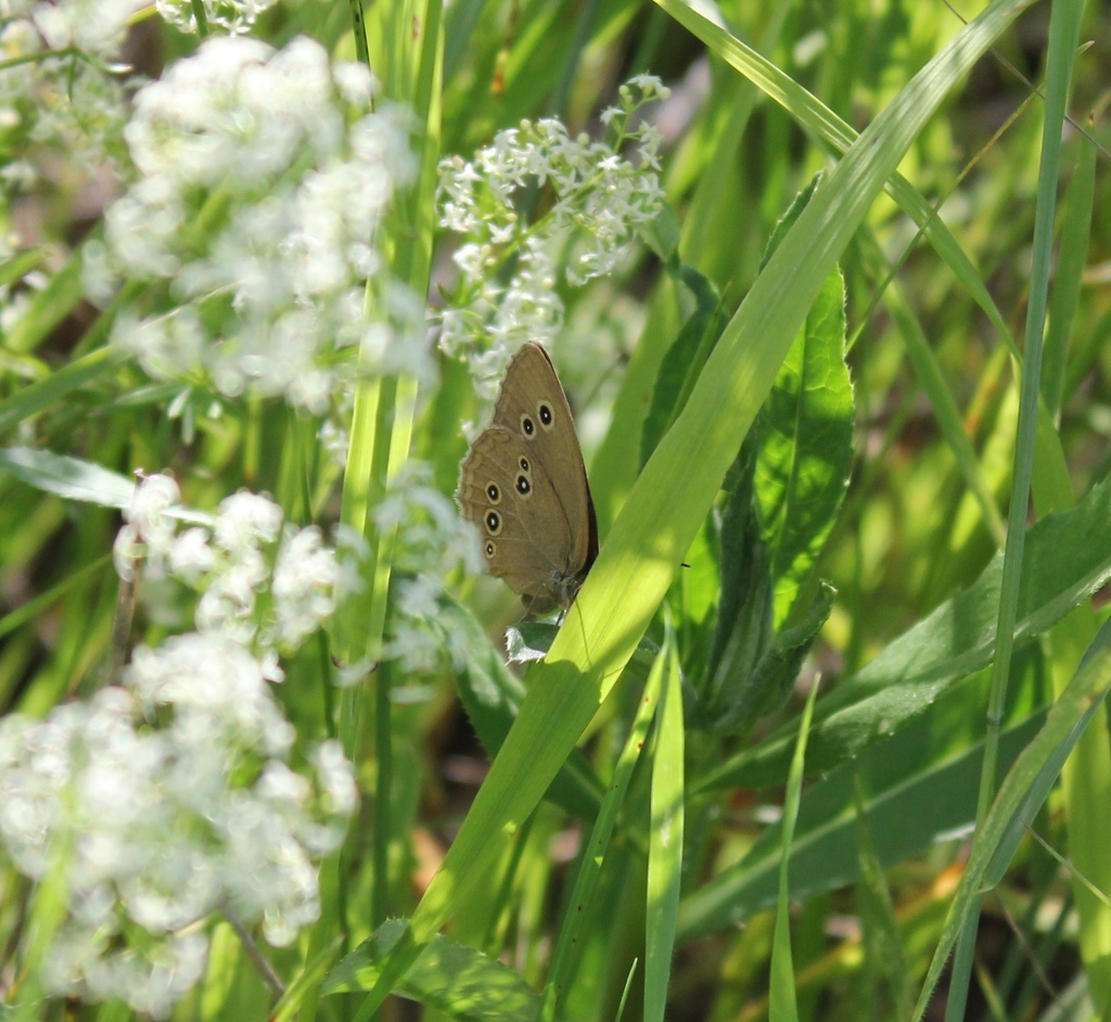 Ringlet from Иркутский р-н, Иркутская обл., Россия on July 16, 2023 at ...