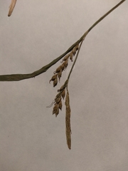 Carex laxiflora