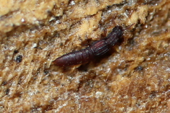Thoracophorus costalis