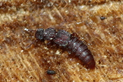 Thoracophorus costalis