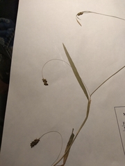 Carex laxiculmis