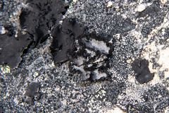 Umbilicaria umbilicarioides