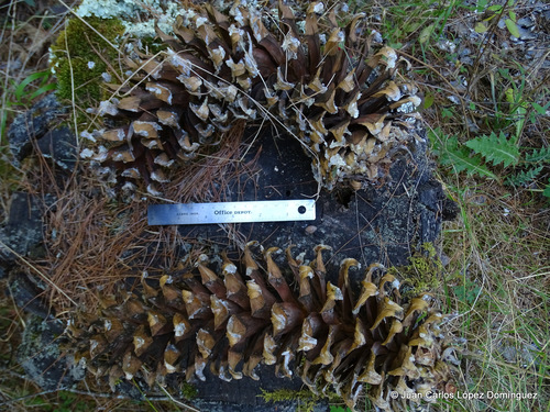 Mexican white pine