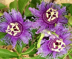 Passiflora incarnata × cincinnata