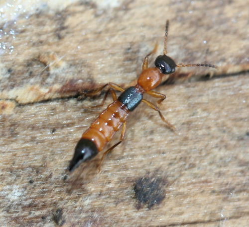 Iowa Tomcat Rove Beetle