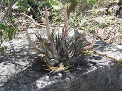 Tillandsia circinnatioides
