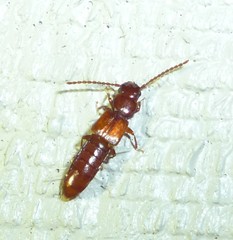 Piestinae