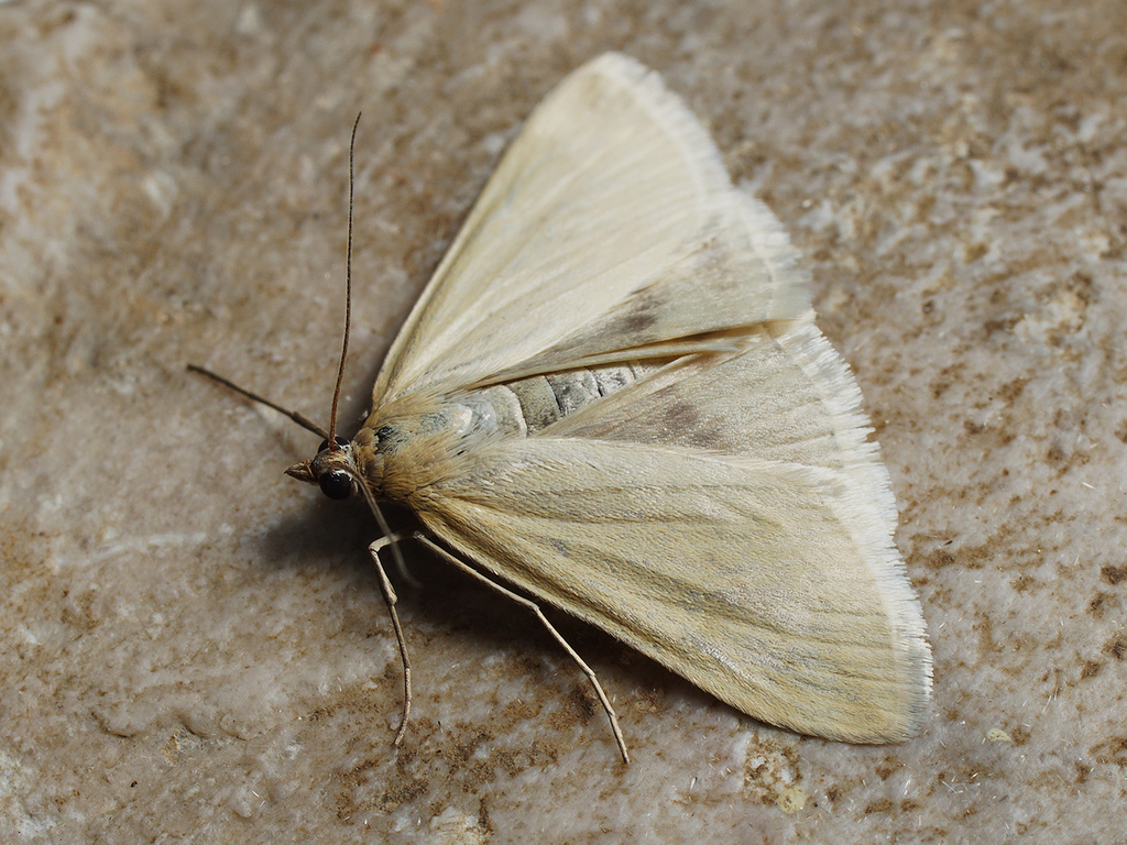 Loxostege turbidalis