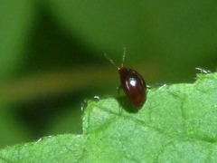 Scaphidiinae