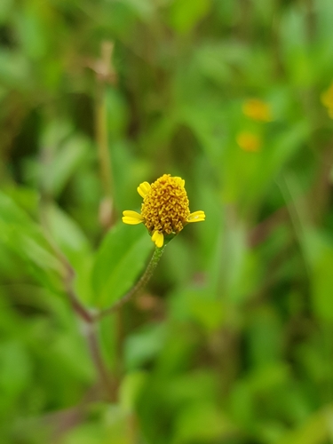 Acmella uliginosa iNat (1)