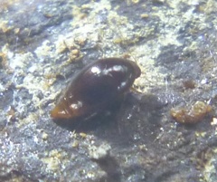 Scaphidiinae