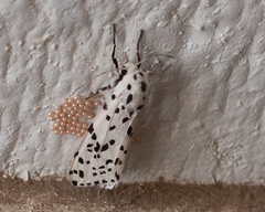 Hypercompe permaculata