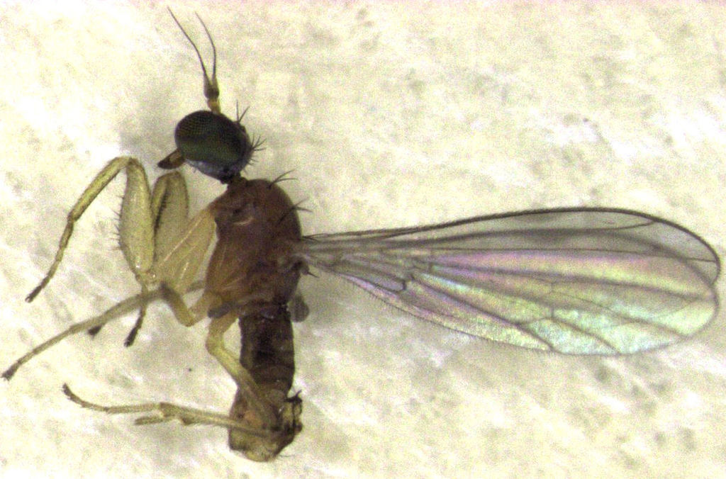 Chelipoda modica