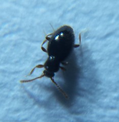 Cyrtoscydmini