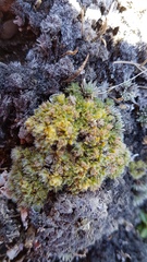 Veronica pulvinaris