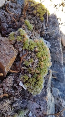 Veronica pulvinaris