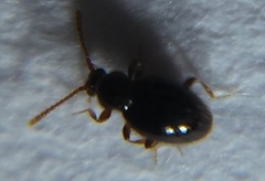 Cyrtoscydmini