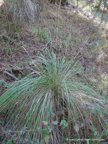 Muhlenbergia nigra