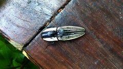 Chalcolepidius limbatus