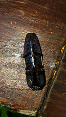 Chalcolepidius limbatus