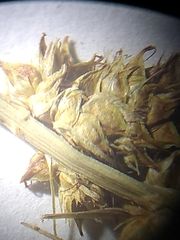 Carex annectens
