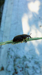 Sphenophorus rusticus